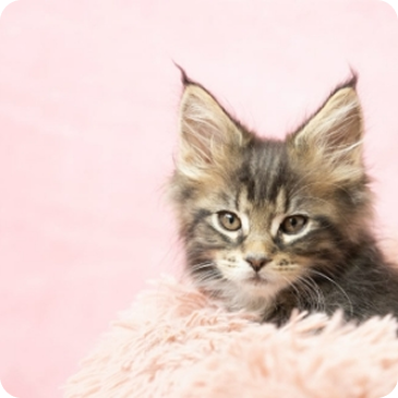 お別れを迎えた飼い主様へ